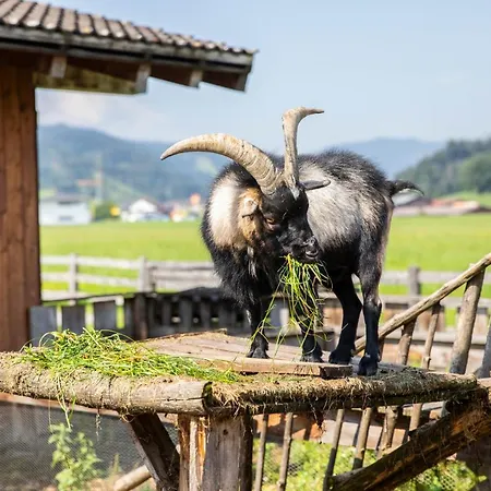 Fingerhof פלאכאו