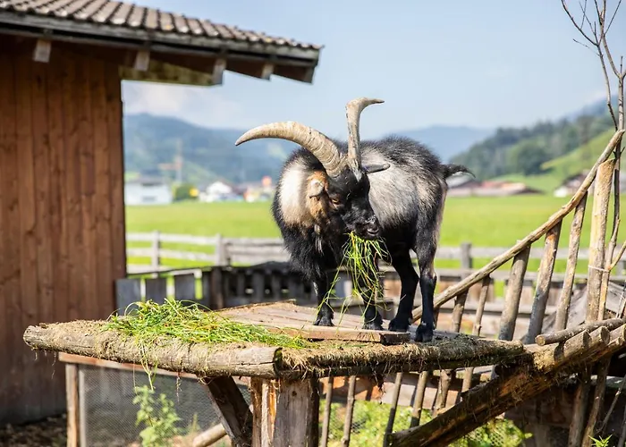 Fingerhof Φλαχάου