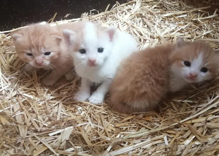 Διαμέρισμα Fingerhof