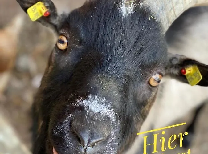 Lejlighed Fingerhof Flachau