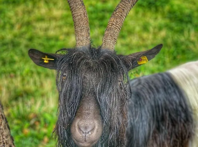 Lejlighed Fingerhof Flachau